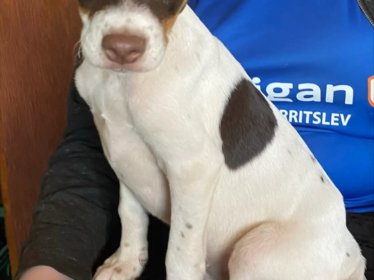Billede 5 - Hundehvalpe Dansk/svenskgårdhunde