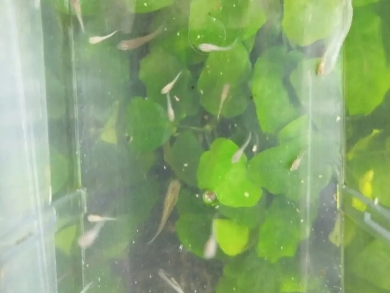 Billede 1 - 🐠🐟 10 stk fisk guppy tiger unger 🐠🐟