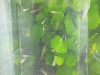 🐠🐟 10 stk fisk guppy tiger unger 🐠🐟