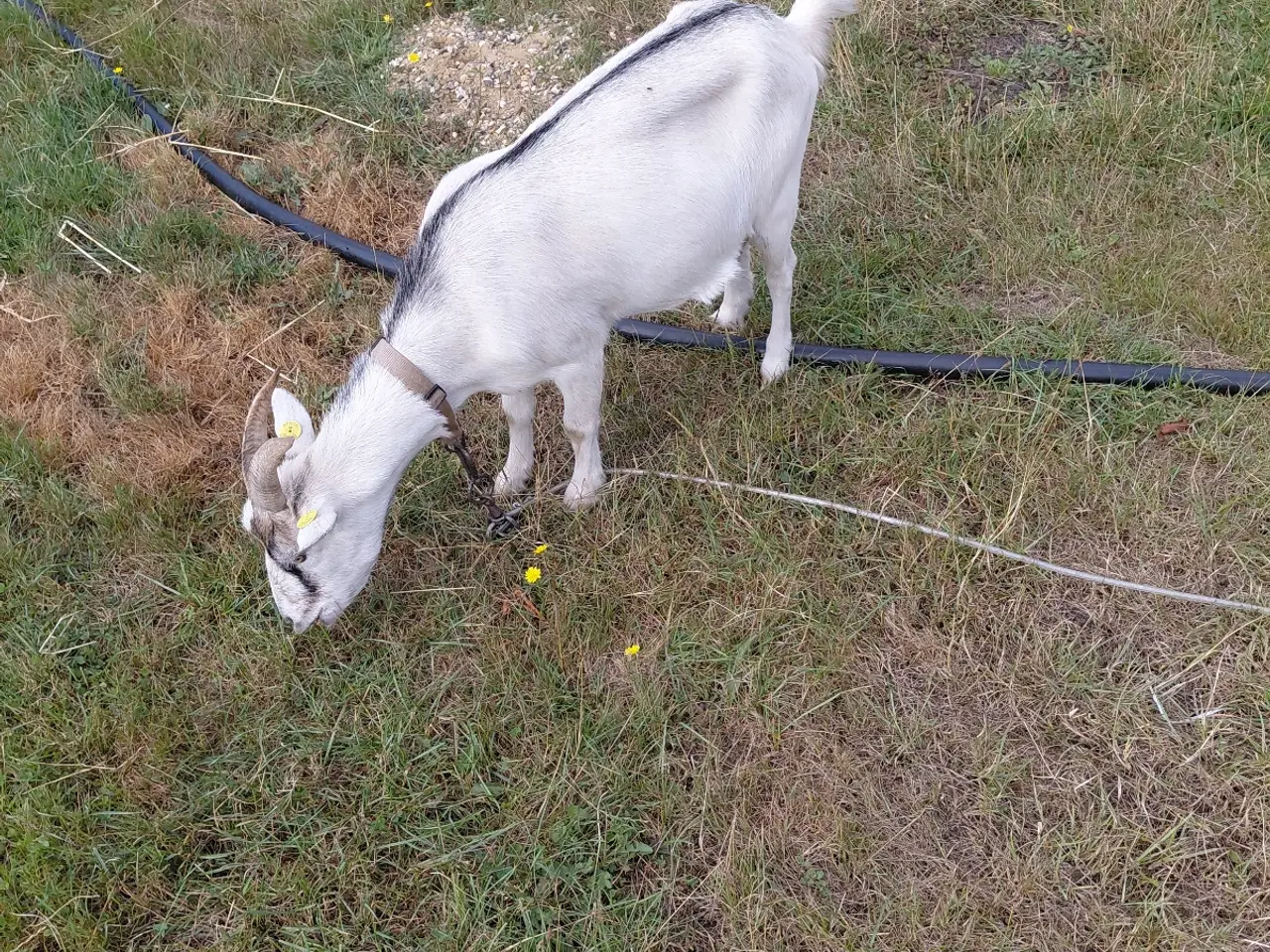Billede 2 - Dværgged gimmer