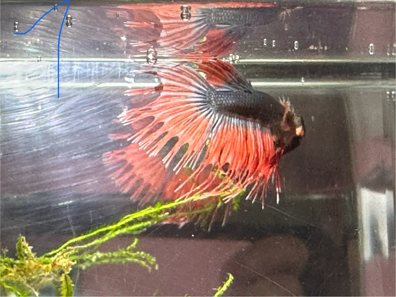 Billede 3 - Crown tail han