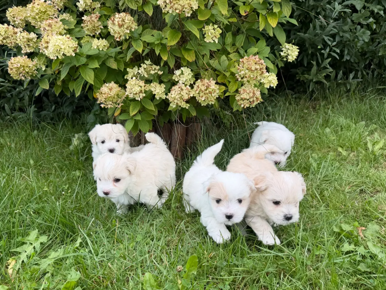 Billede 2 - Rolige bormulds hvalpe 🐶