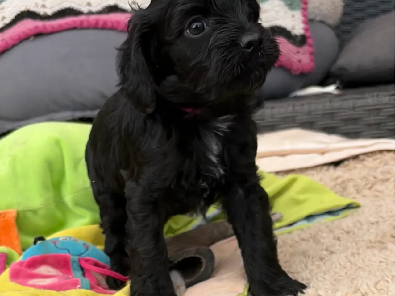 Billede 8 - Små virkelig fine mini Cavapoo babyer