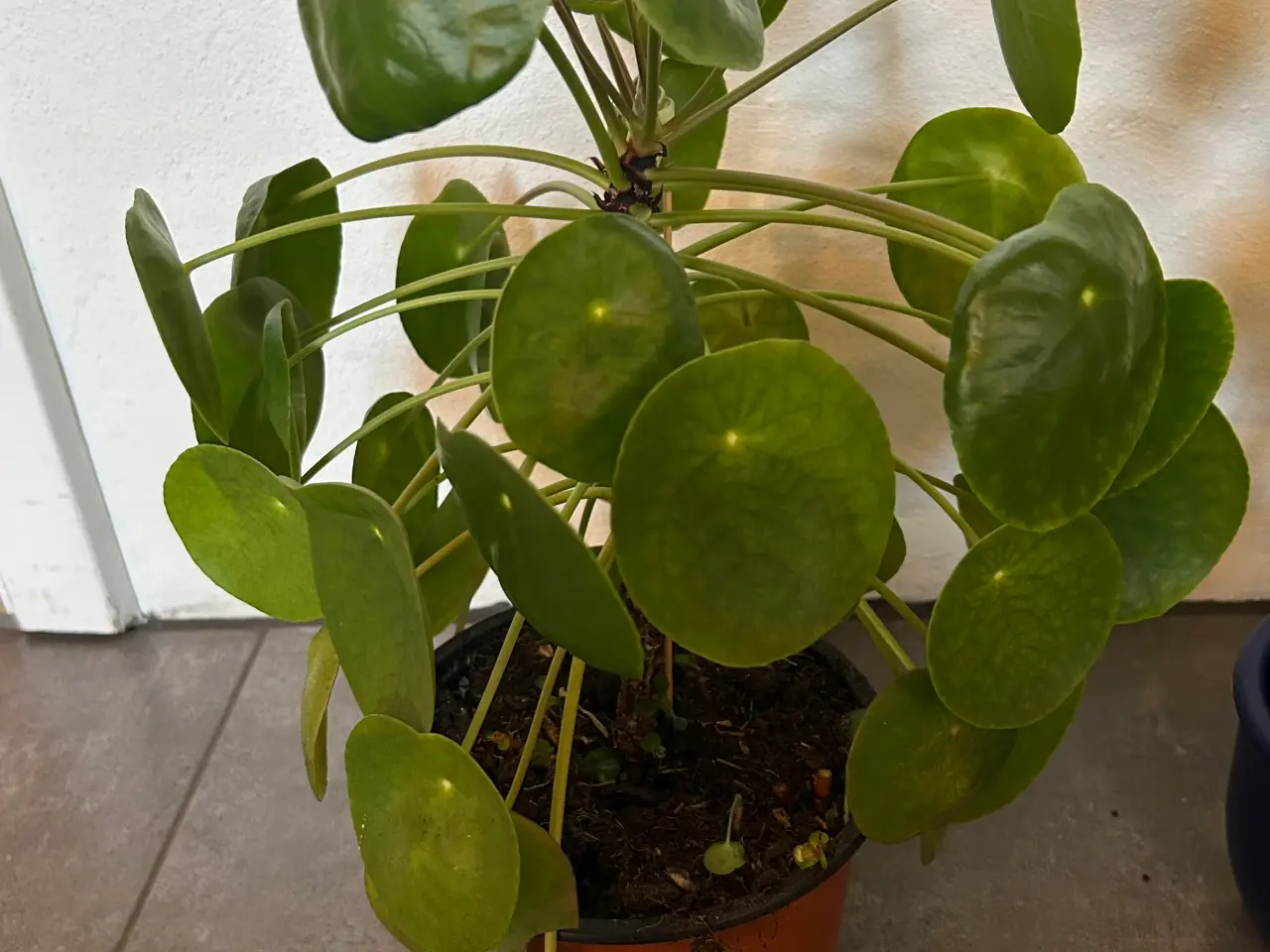 Billede 2 - Sunde stueplanter fra røgfrit hjem