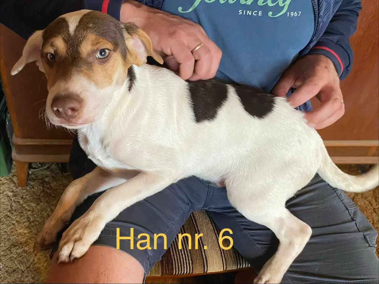 Billede 4 - ny pris! Hundehvalpe Dansksvensk gårdhund