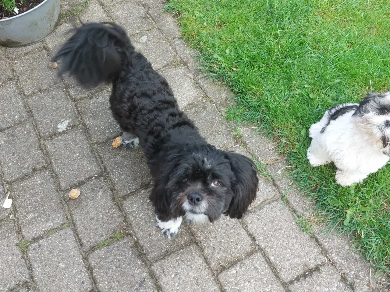 Billede 4 - Avl. Lhasa apso han til avl