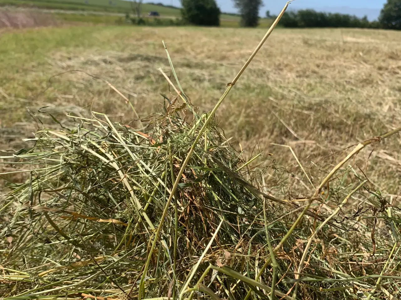 Billede 3 - Heste wrap