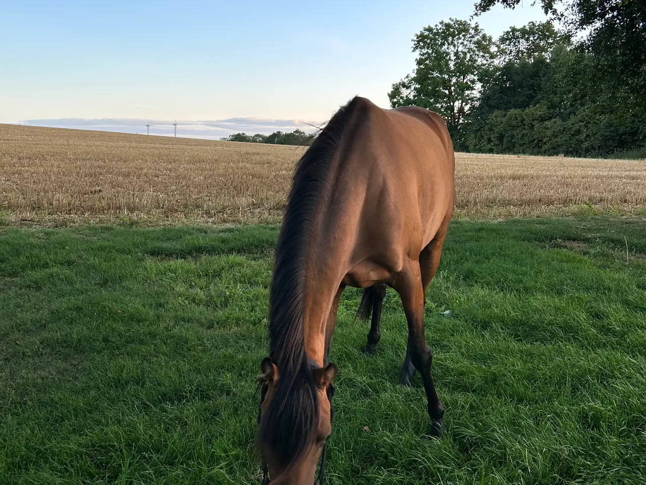 Billede 2 - Pony med gode gangarter