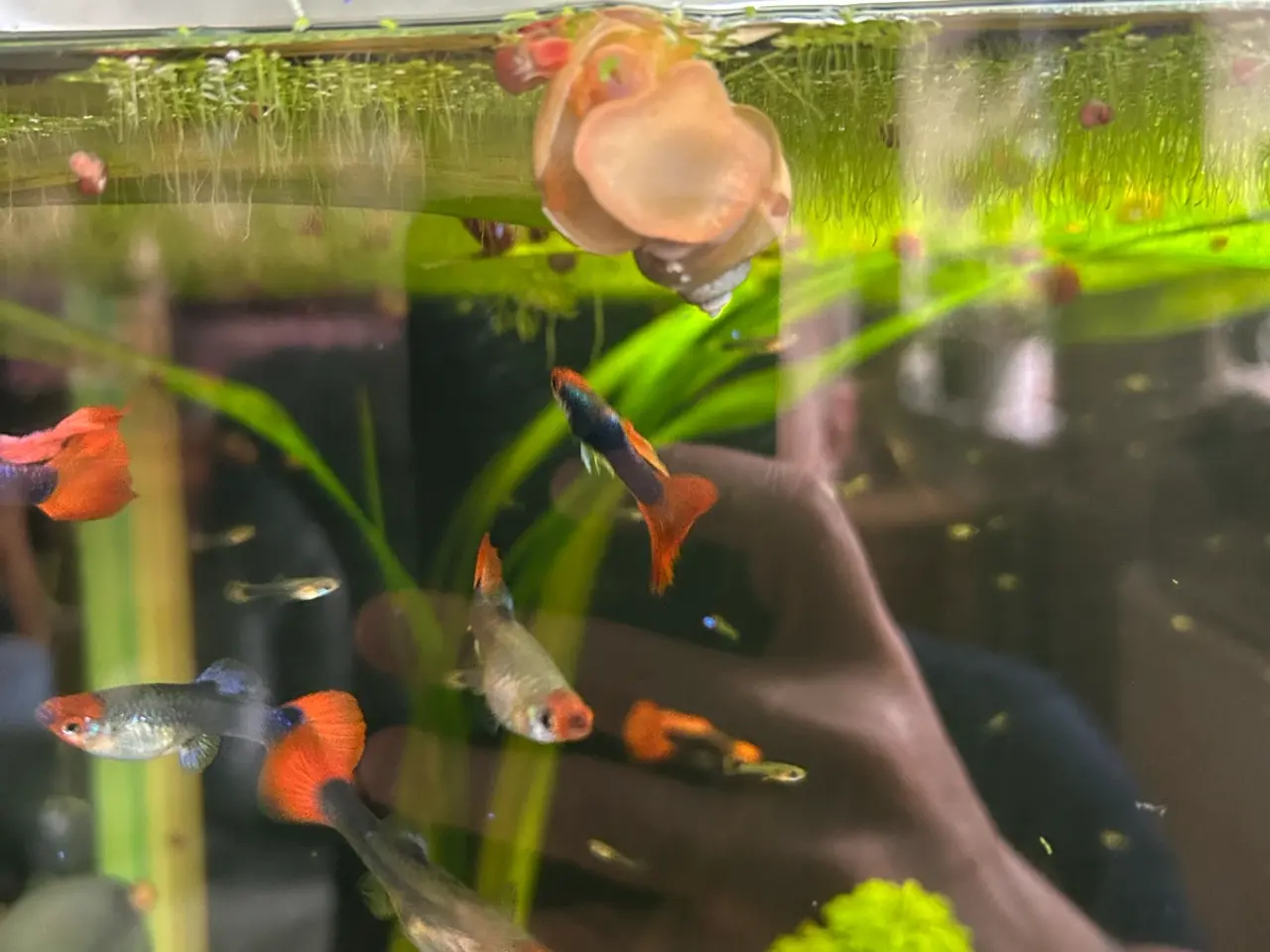 Billede 3 - 🔥❤️ Rednose Dumbo Guppy – Premium Voksne | Viby J