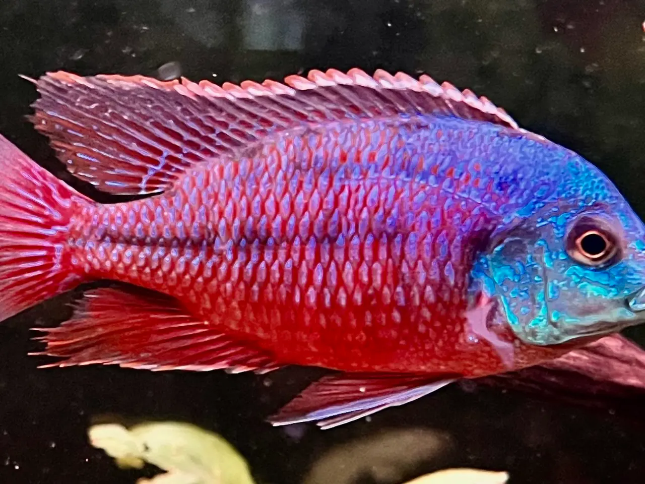 Billede 3 - Red Empress F2 utrolig smukke malawi cichlider