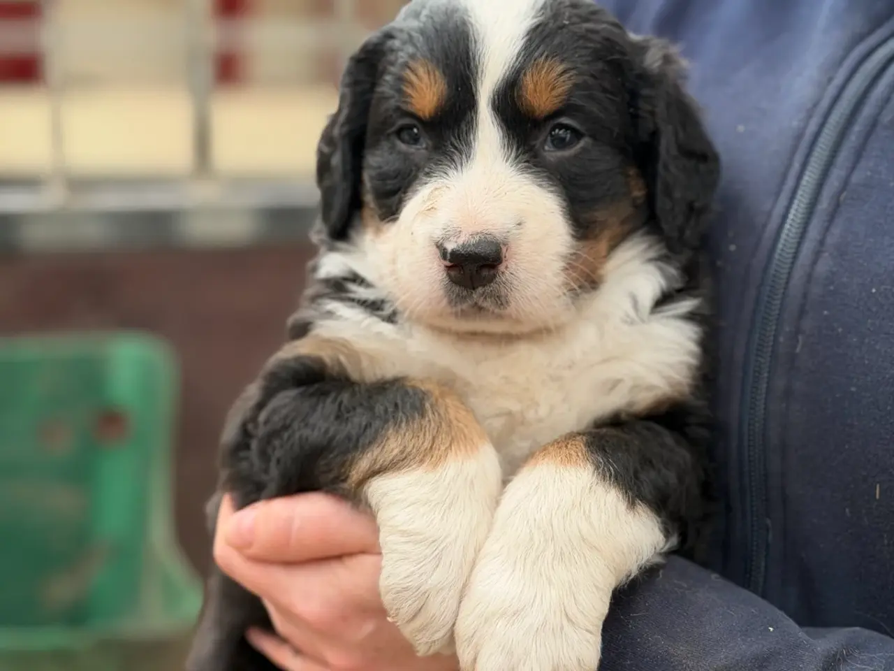 Billede 4 - Bamse hundehvalpe