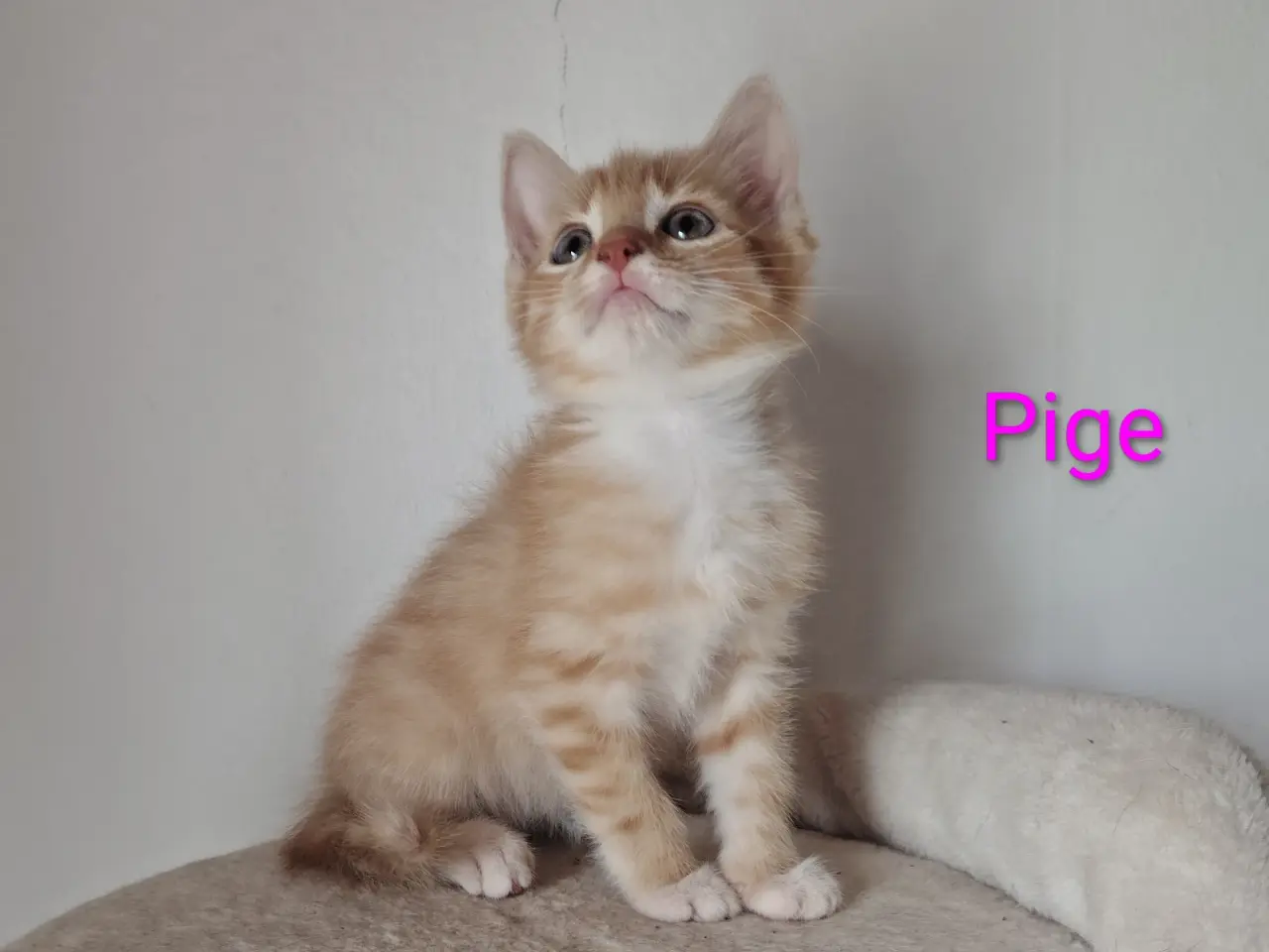 Billede 2 - 🌸 Maine Coon Blandings Hun killing 🌸