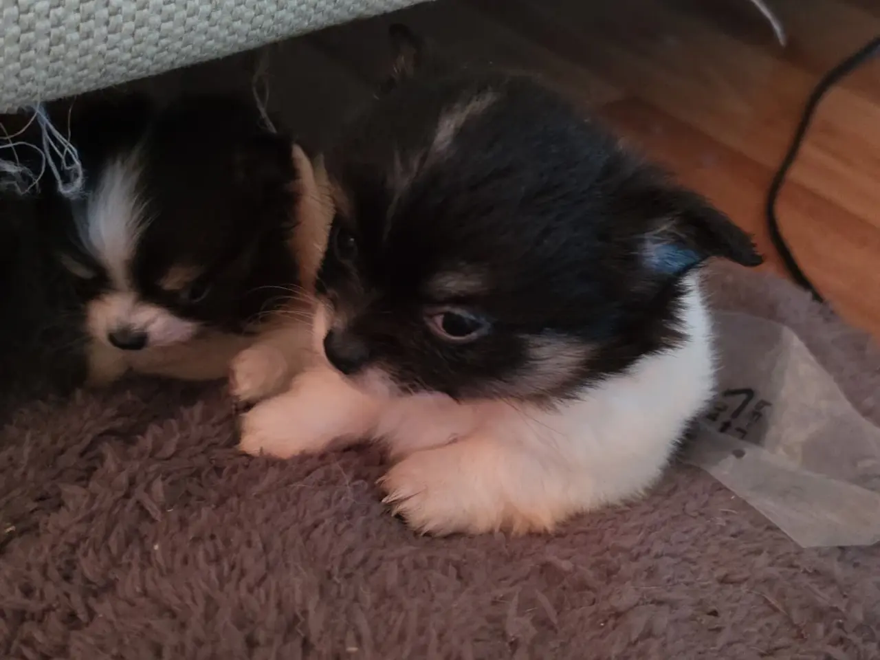 Billede 11 - Langhåret Chihuahua hvalpe