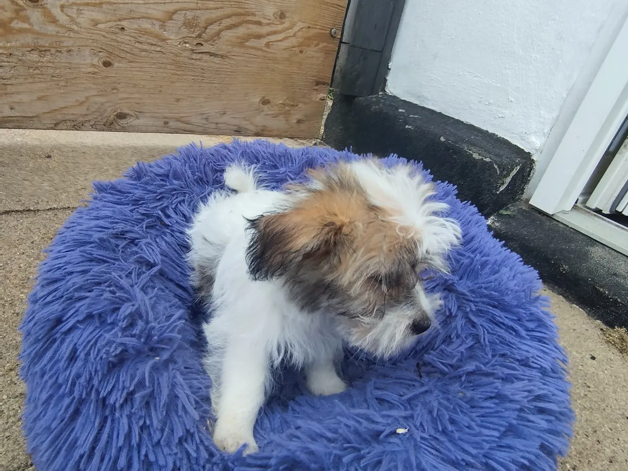 Billede 4 - Malteser) coton de Tulear