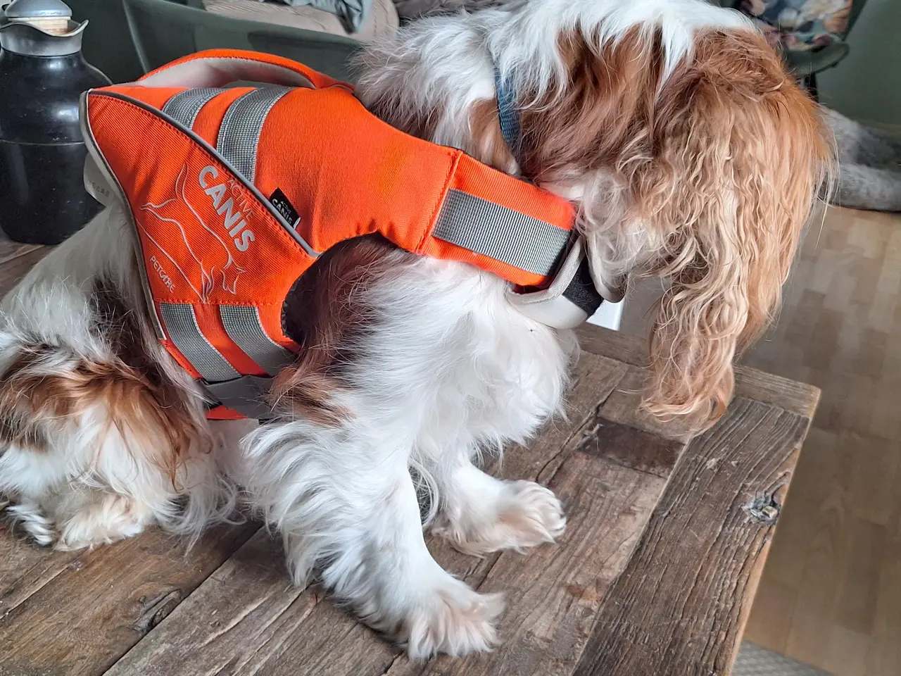 Billede 2 - Redningsvest til hunde