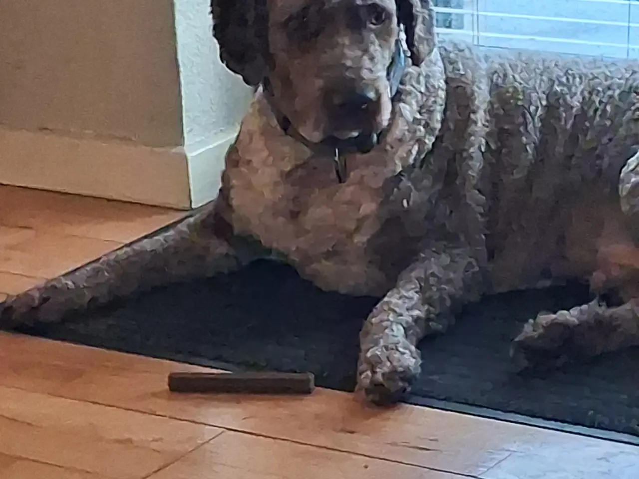 Billede 2 - Dejlig hund