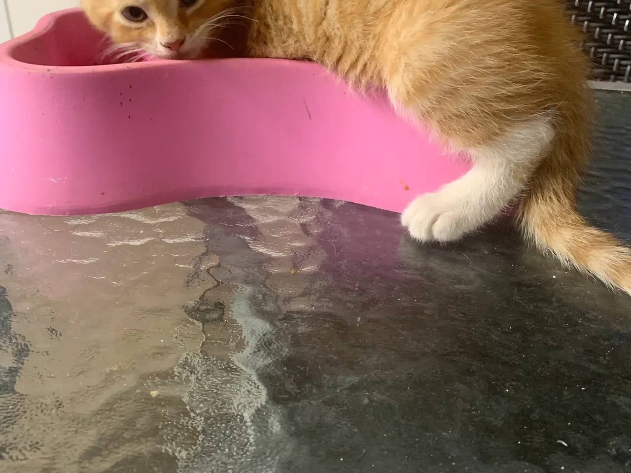 Billede 5 - Main coon blandinger