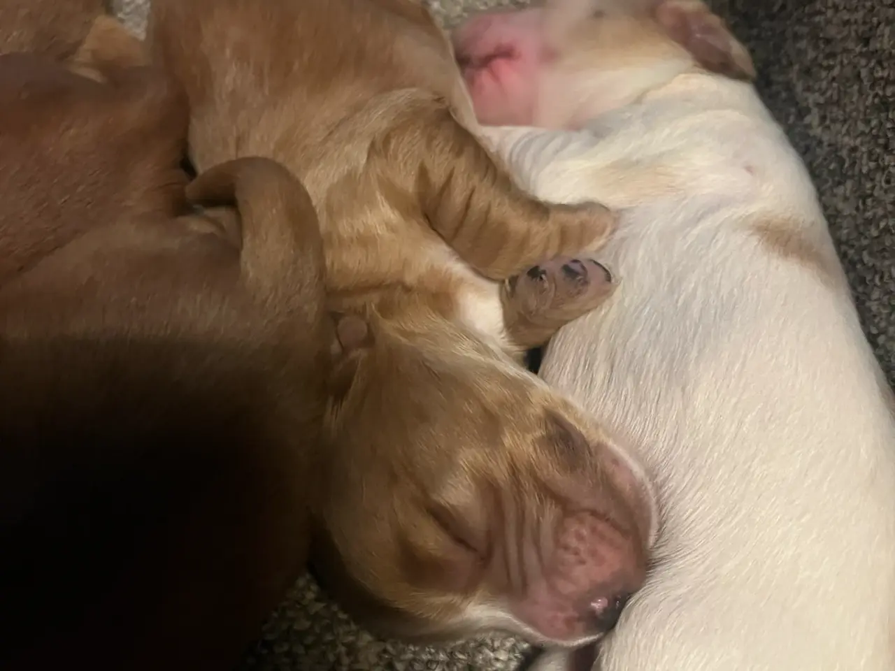 Billede 3 - Engelsk Cocker spaniel hvalpe
