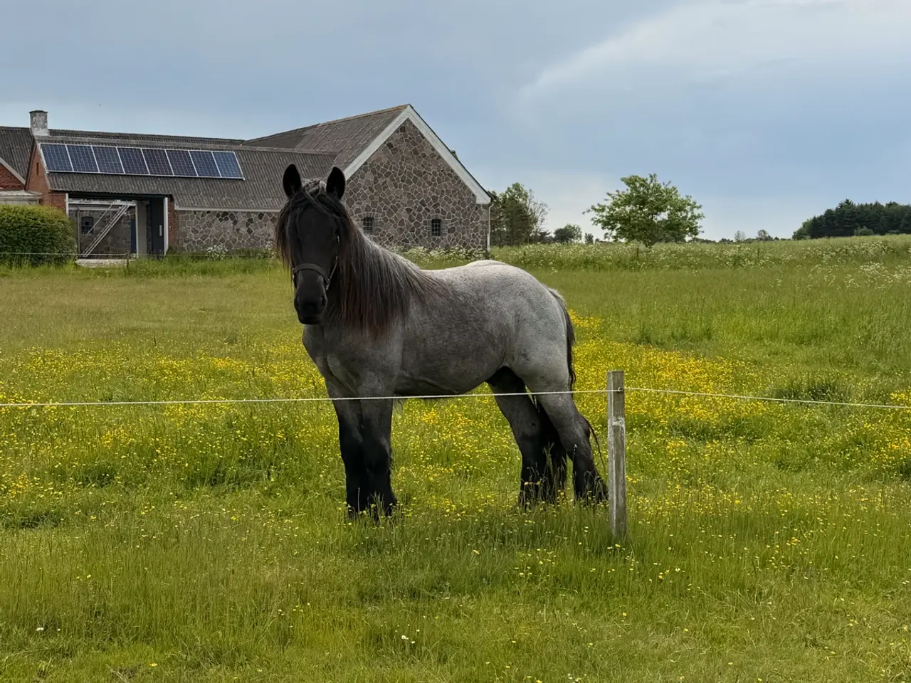 Billede 1 - Belgier hingsteplag