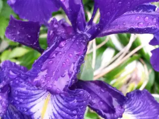 Blå Iris