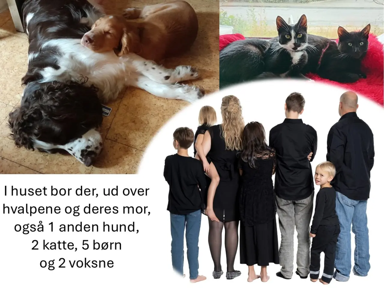Billede 5 - Coackapoo hvalpe(50% cocker spaniel og 50% puddel)