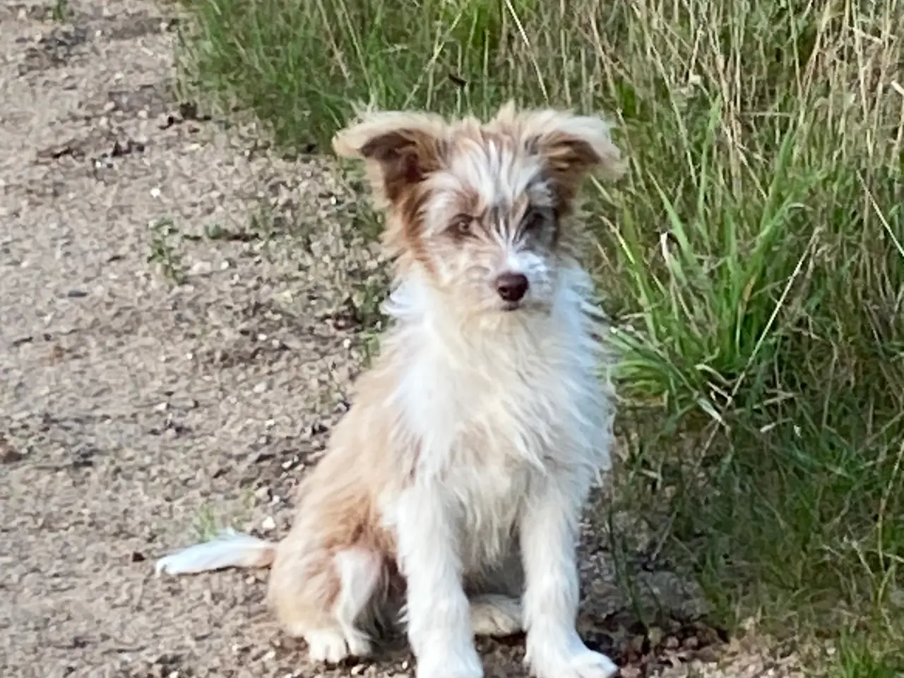 Billede 10 - Chinese crested Powder puff / Border collie