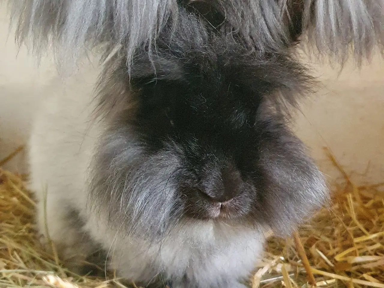 Billede 3 - Angora unger