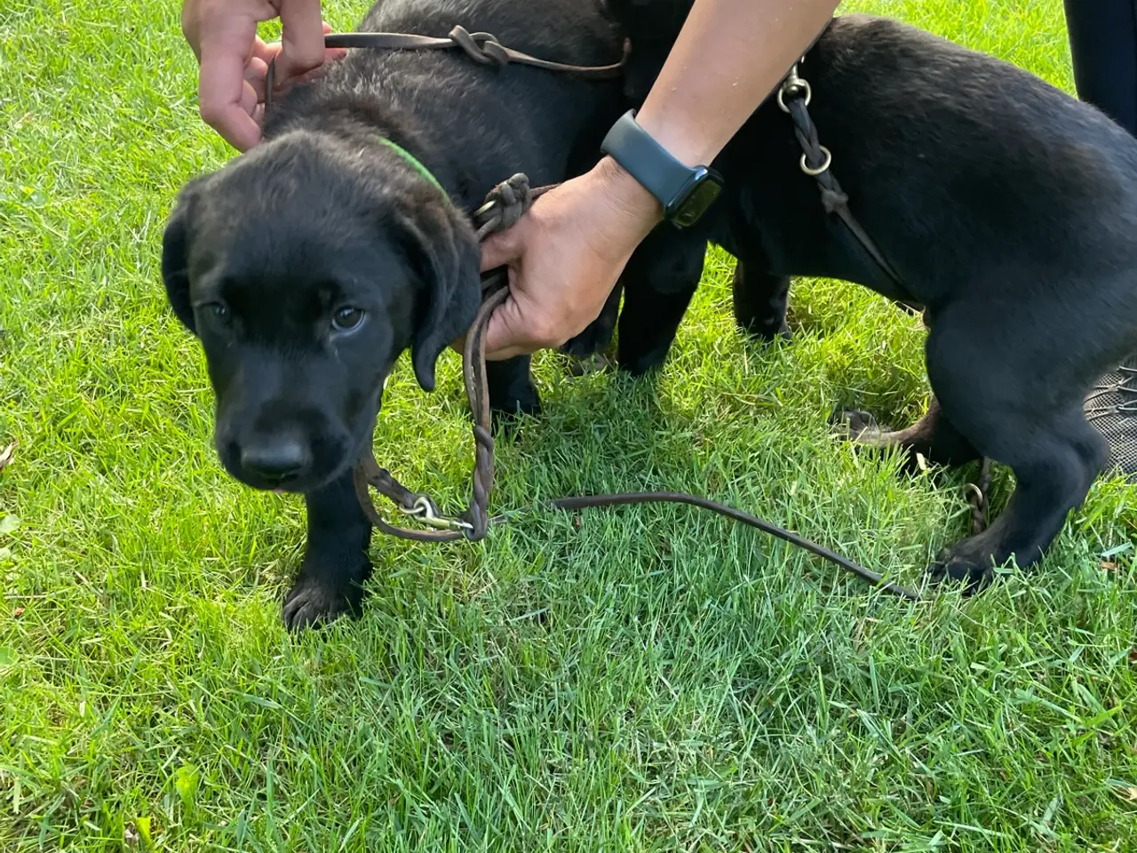 Billede 1 - Labrador hvalpe