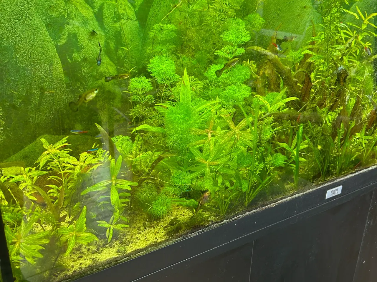 Billede 1 - 🌿 Levende akvarieplanter – 2 stk. GLS