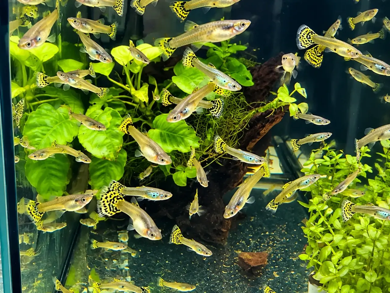 Billede 7 - Gule cobra guppy fisk