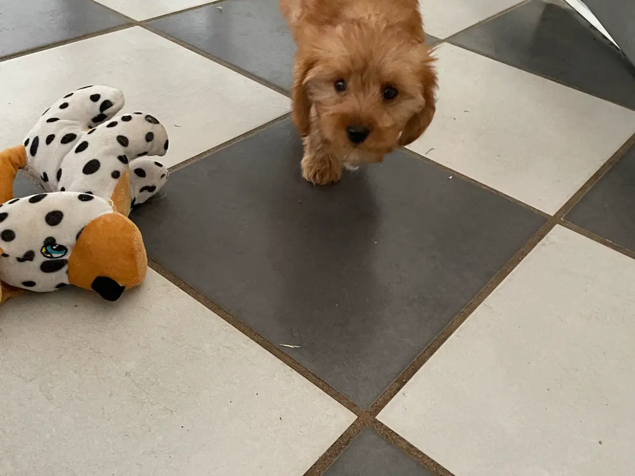 Billede 10 - 2 skønne cavapoo fb1 damer…
