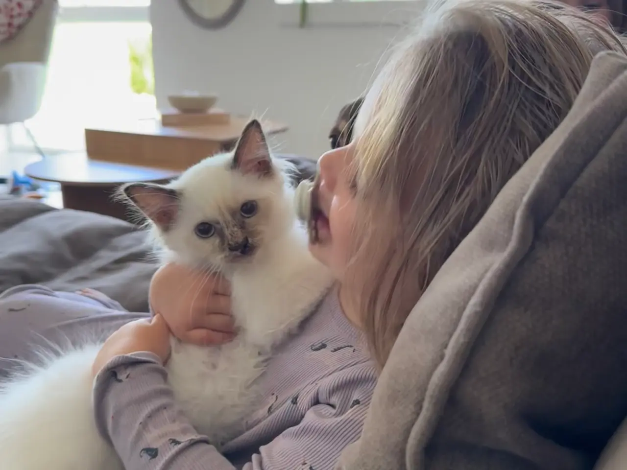 Billede 5 - Ragdoll / hellig birma