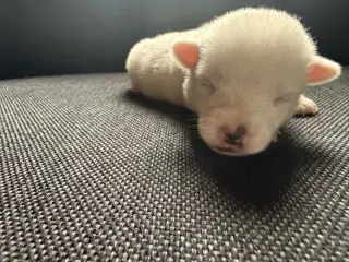 Jack Russel