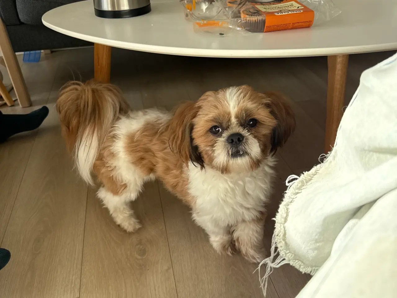 Billede 1 - Shih tzu parring
