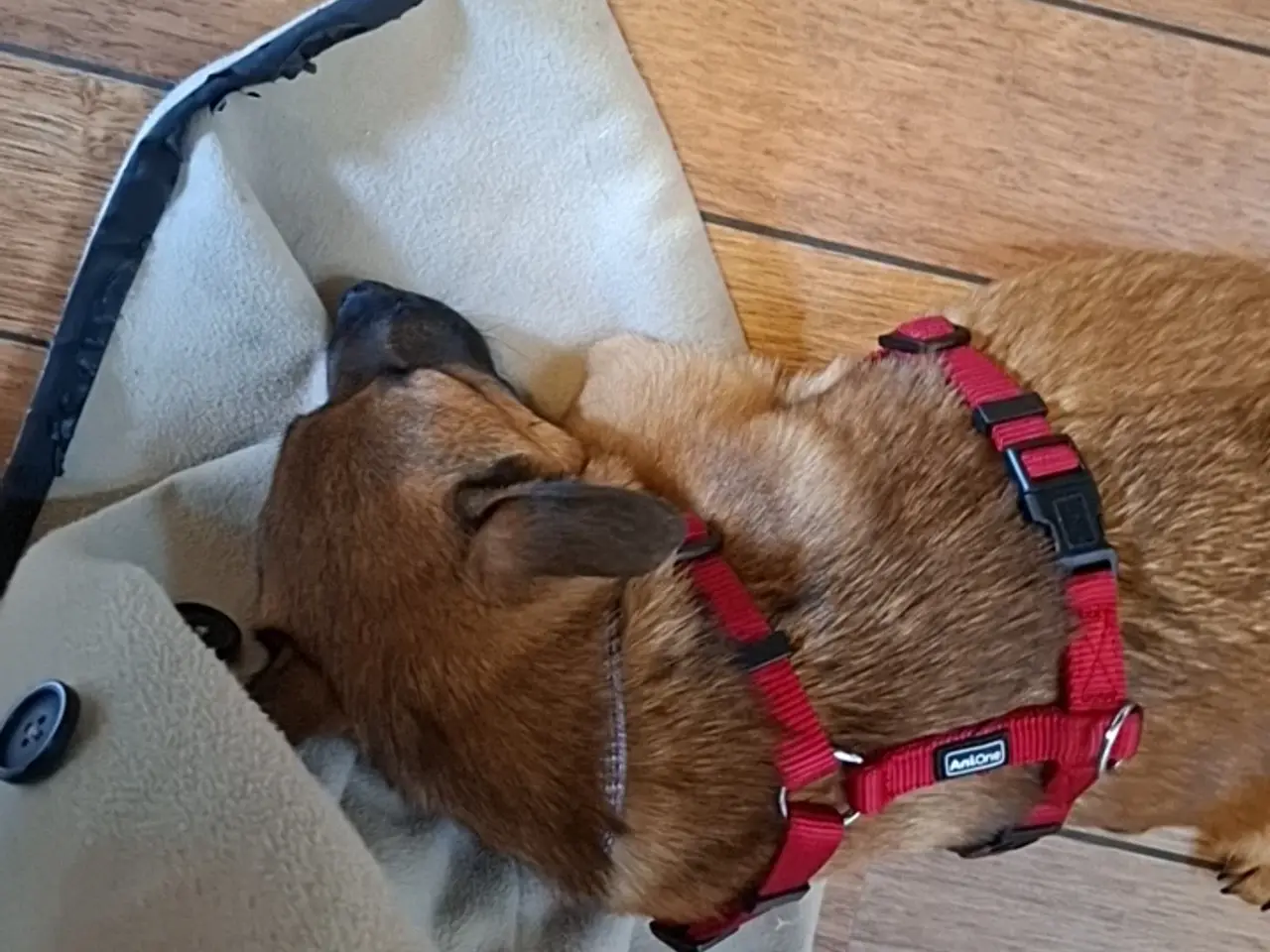 Billede 11 - Staff blanding søger nyt hjem🐶❤️