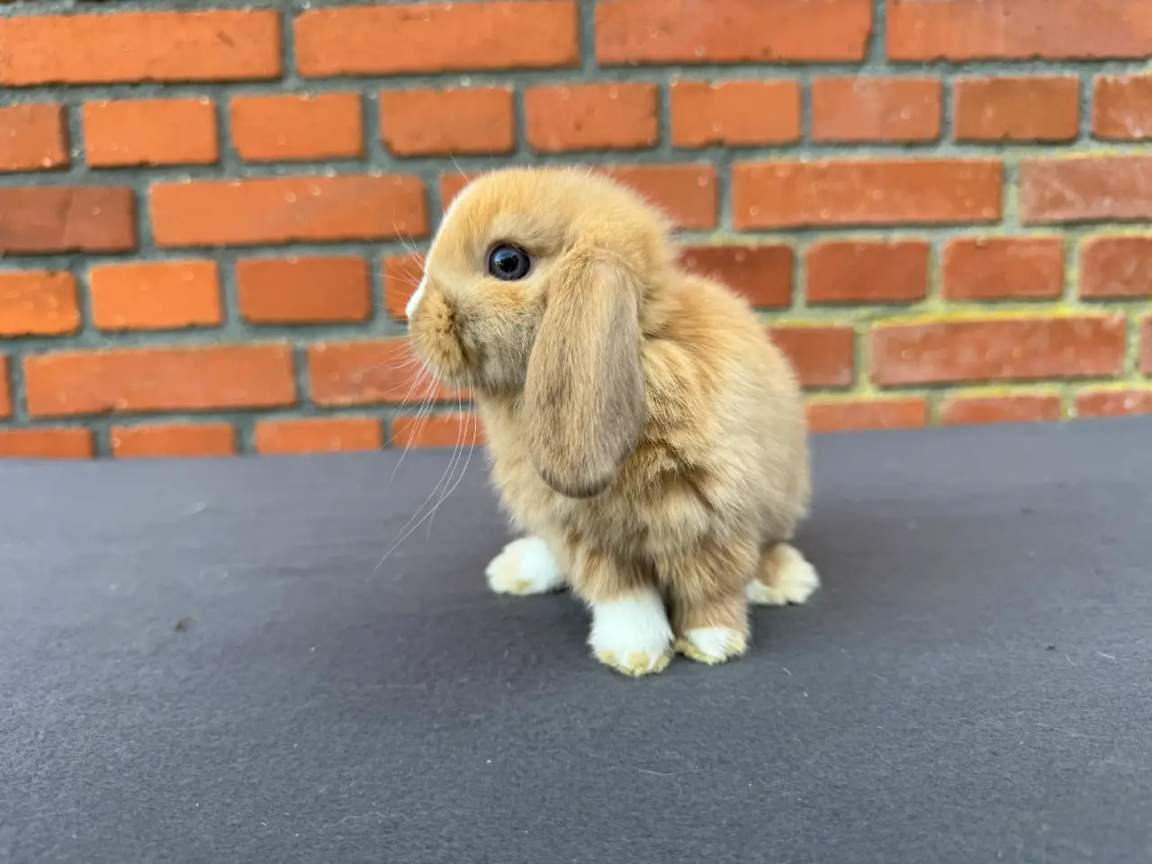 Billede 4 - Mini lop hankanin 