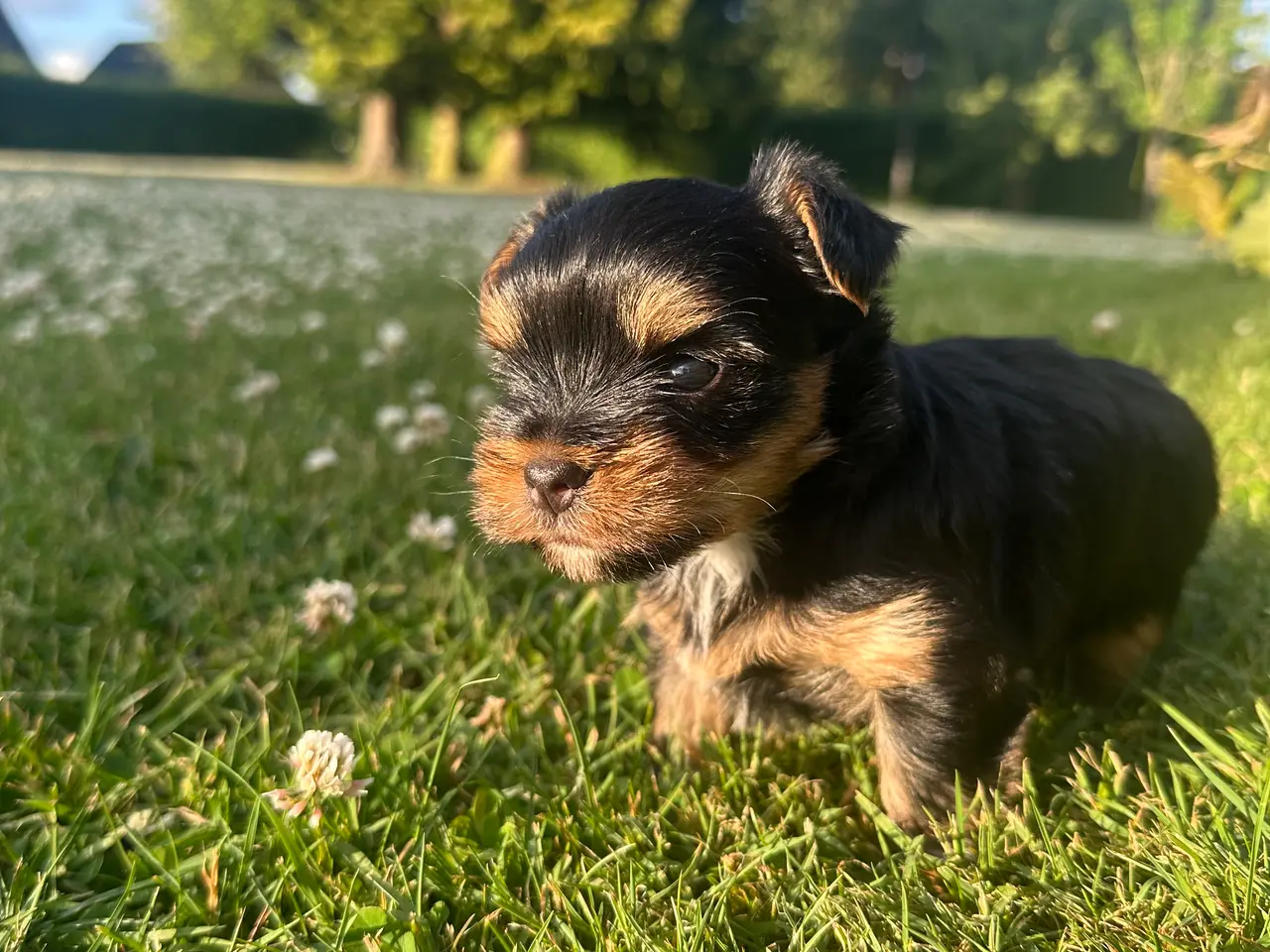Billede 2 - Yorksherrier terrier 