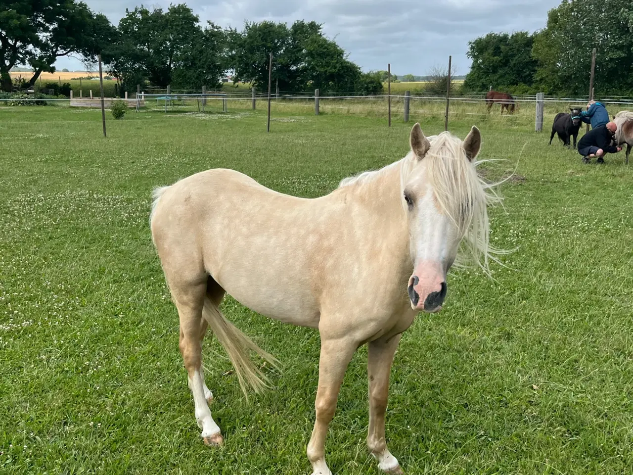 Billede 11 - Skøn pony hoppe med god spring mulighed  