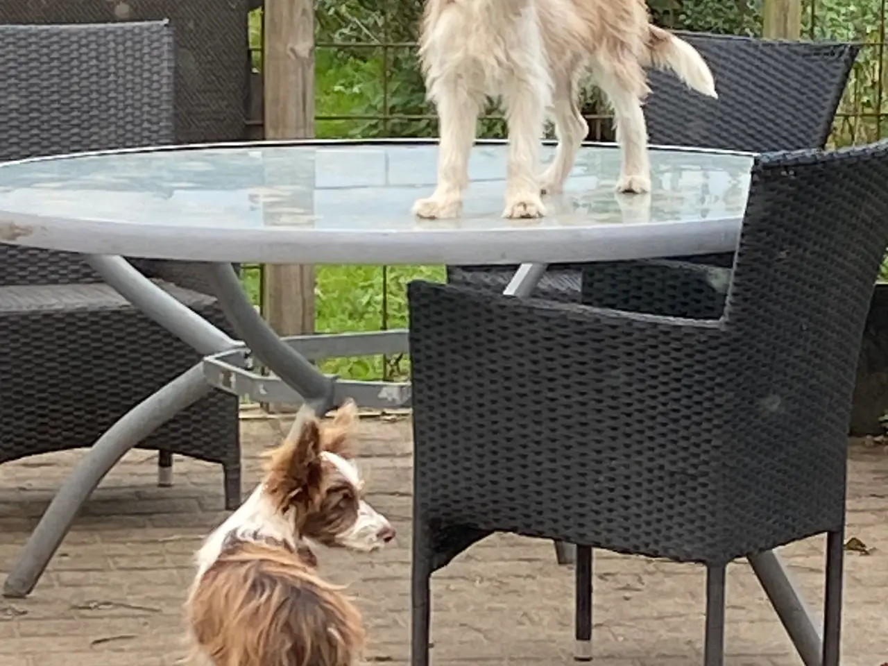 Billede 6 - Border Collie/ Chinese crested Powder puff