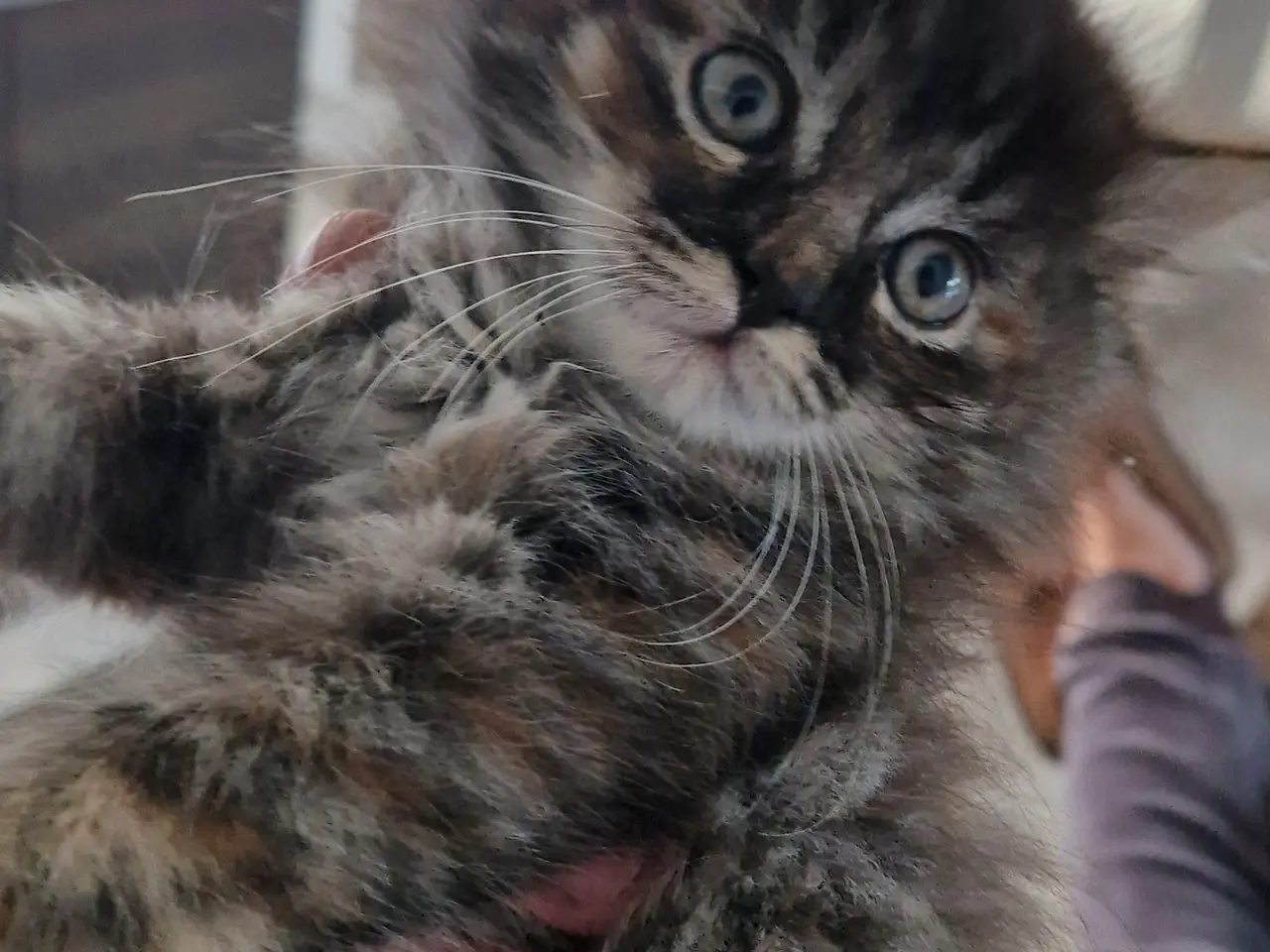 Billede 5 - 🐱❤️ 5 søde og tykke Norsk Skovkat-killinger
