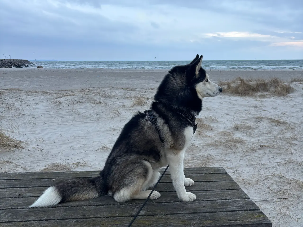 Billede 4 - Hund – Pablo – 6-årig Siberian Husky søger sit sid