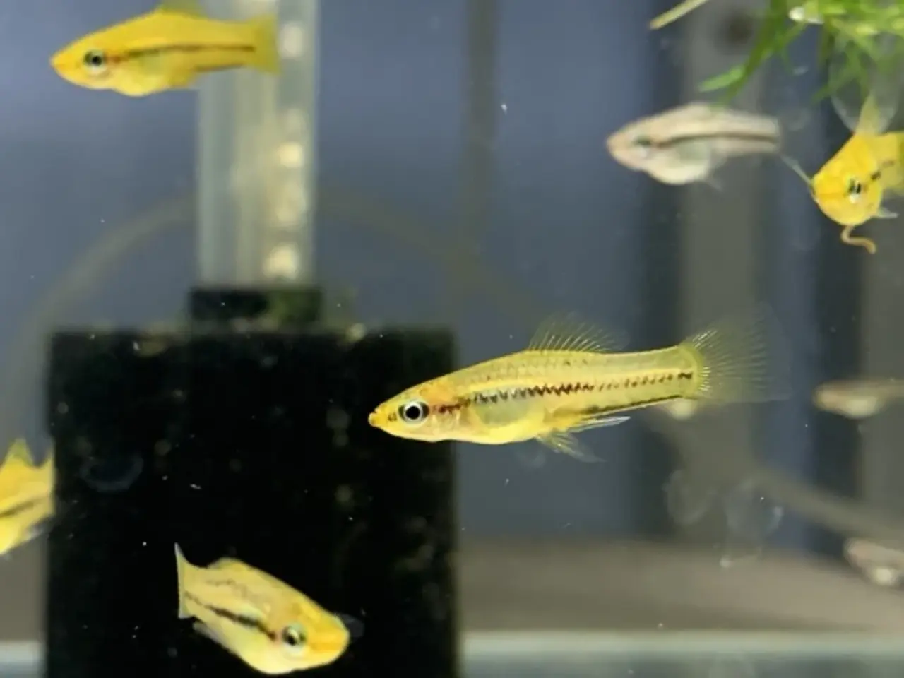 Billede 3 - Xiphophorus pygmaeus