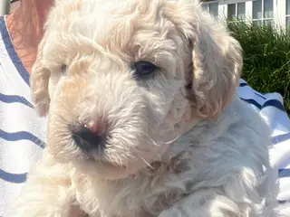 Maltipoo hvalpe - 5