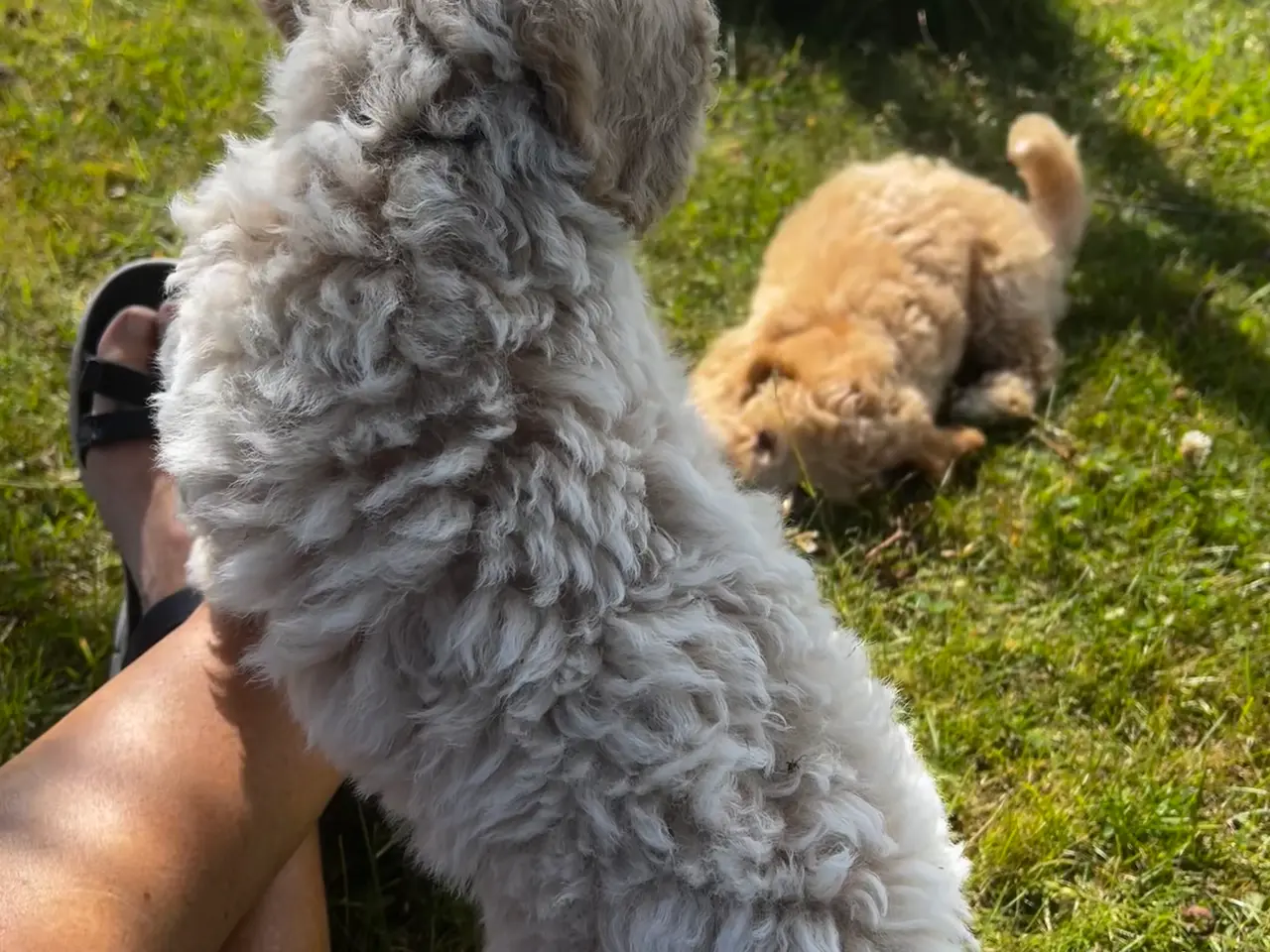 Billede 7 - Maltipoo hvalp han
