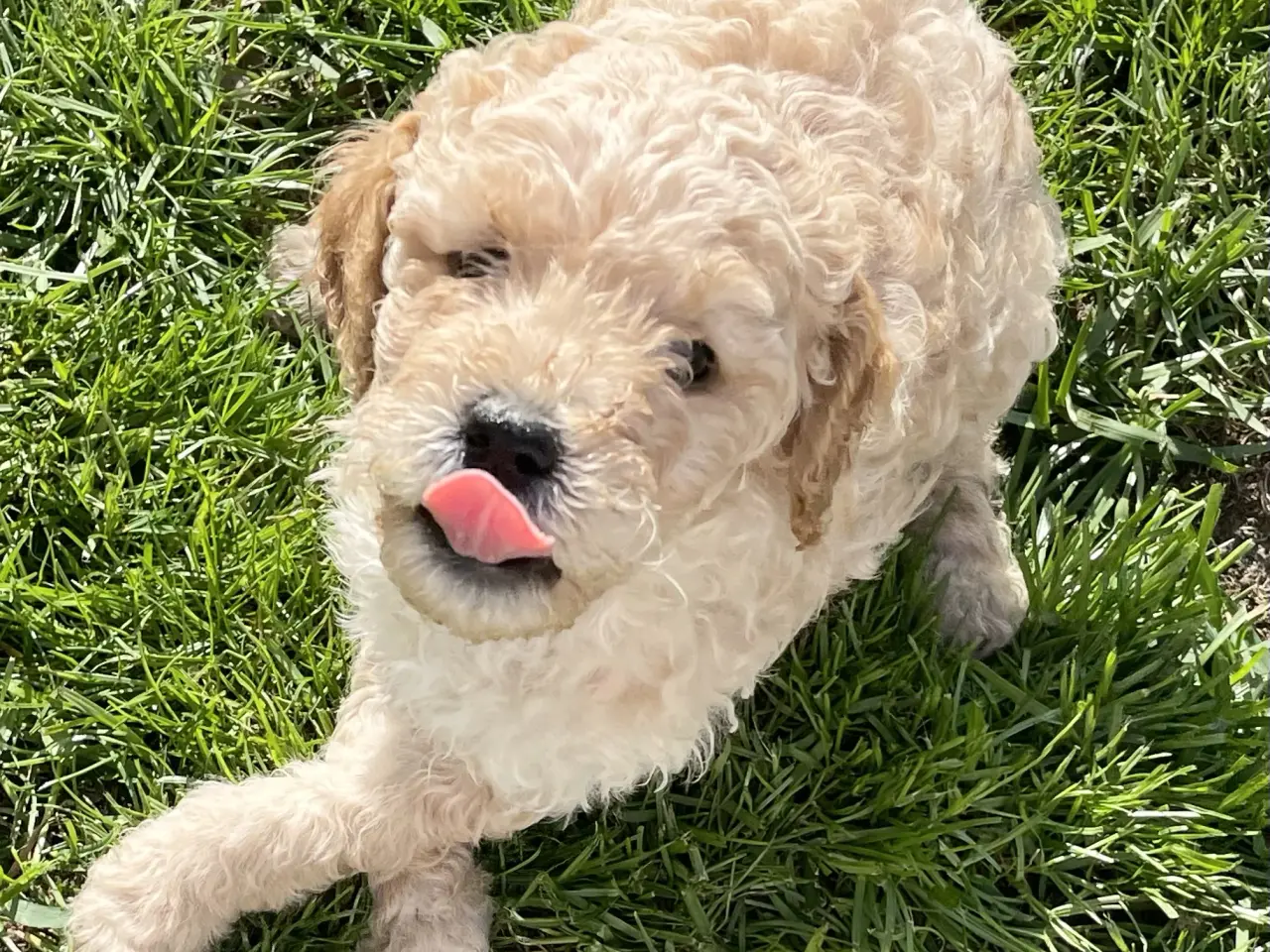 Billede 19 - Mini-labradoodle / doodle sælges
