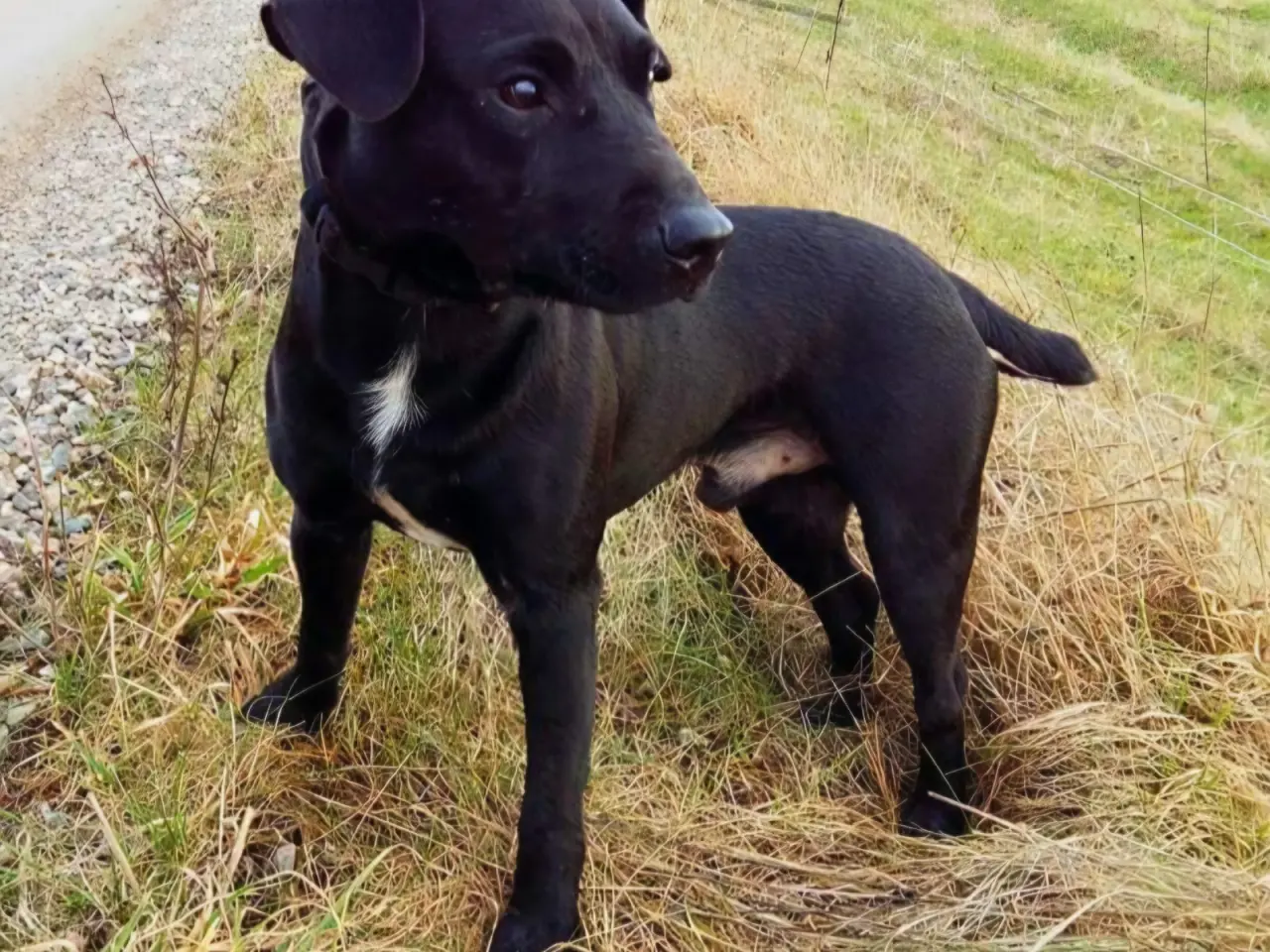 Billede 2 - Patterdale Terrier hvalpe til salg