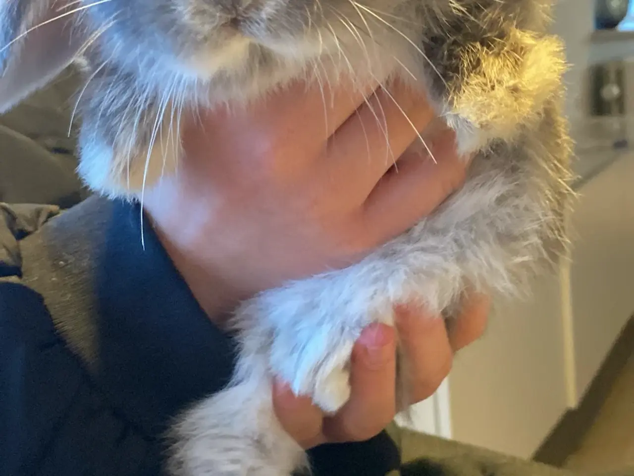 Billede 2 - Sødeste mini lop unge dreng