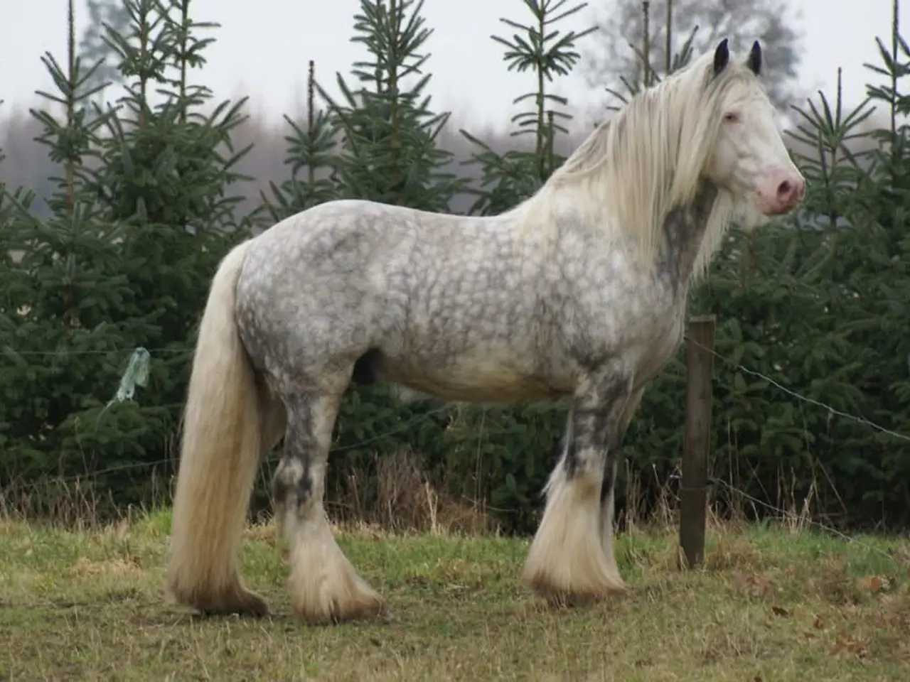 Billede 15 - Irish cob hingsteføl fra maj 2025