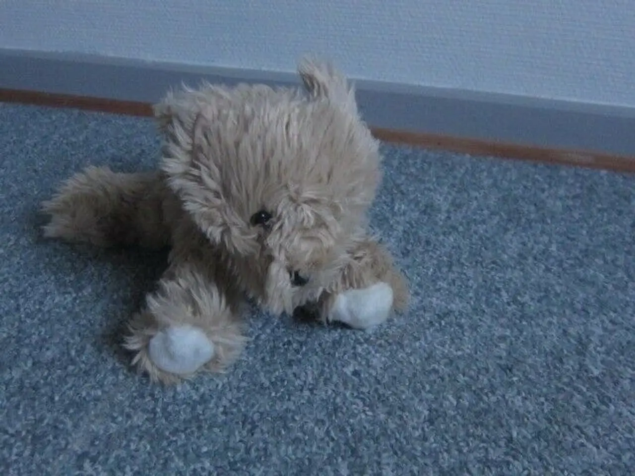 Billede 1 - Bamse, Hemogram