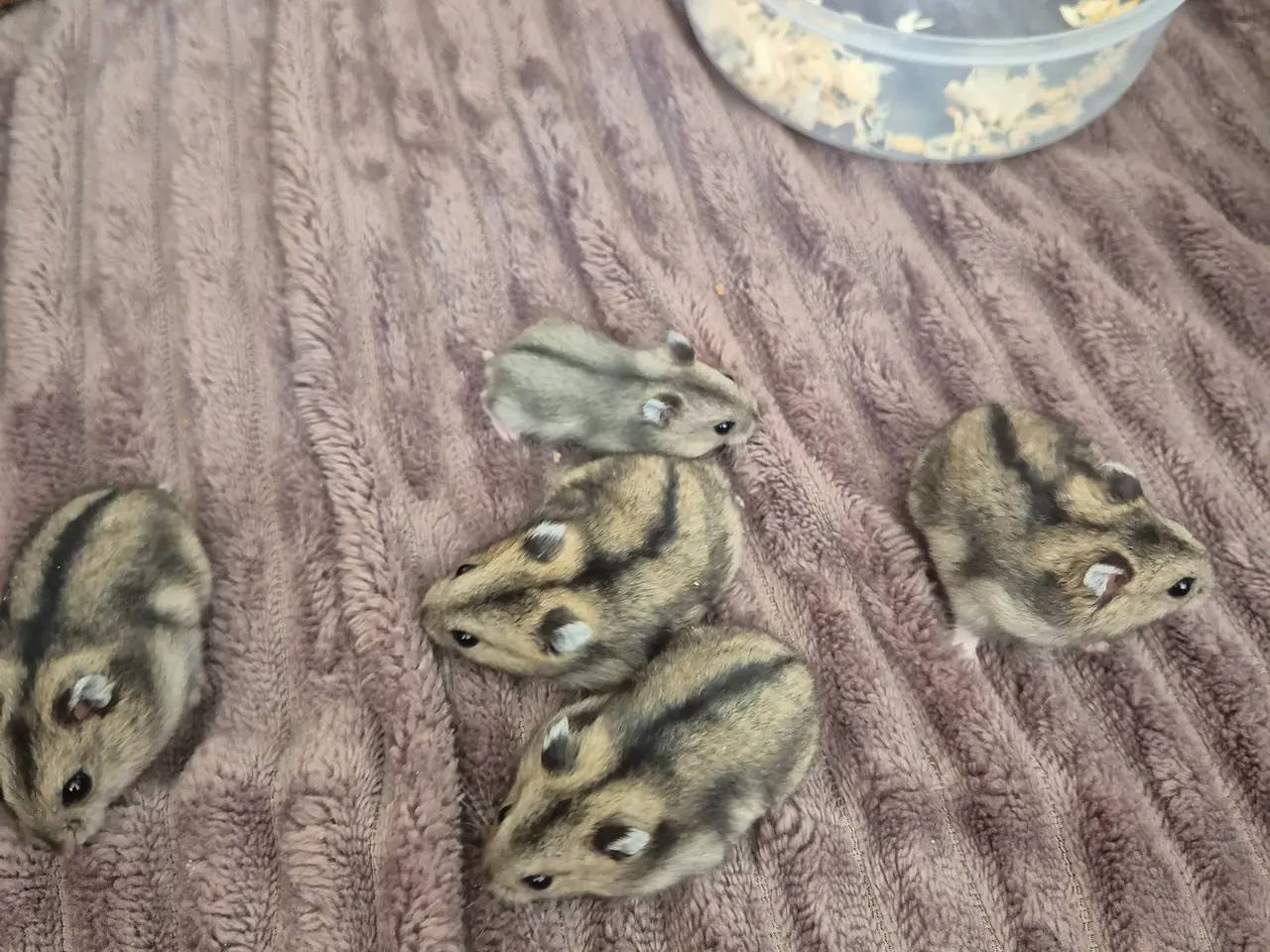 Billede 6 - Dværgehamster